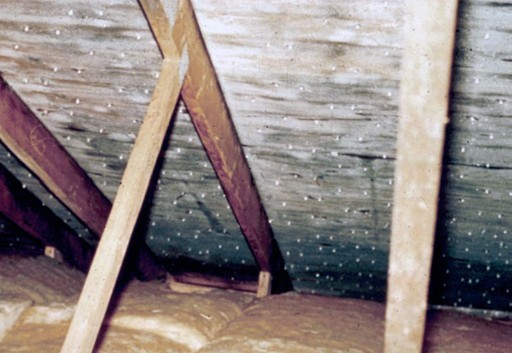Photograph 3: Roof Sheathing
